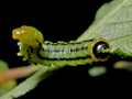 Euura pavida larva